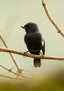 White-sided Flowerpiercer