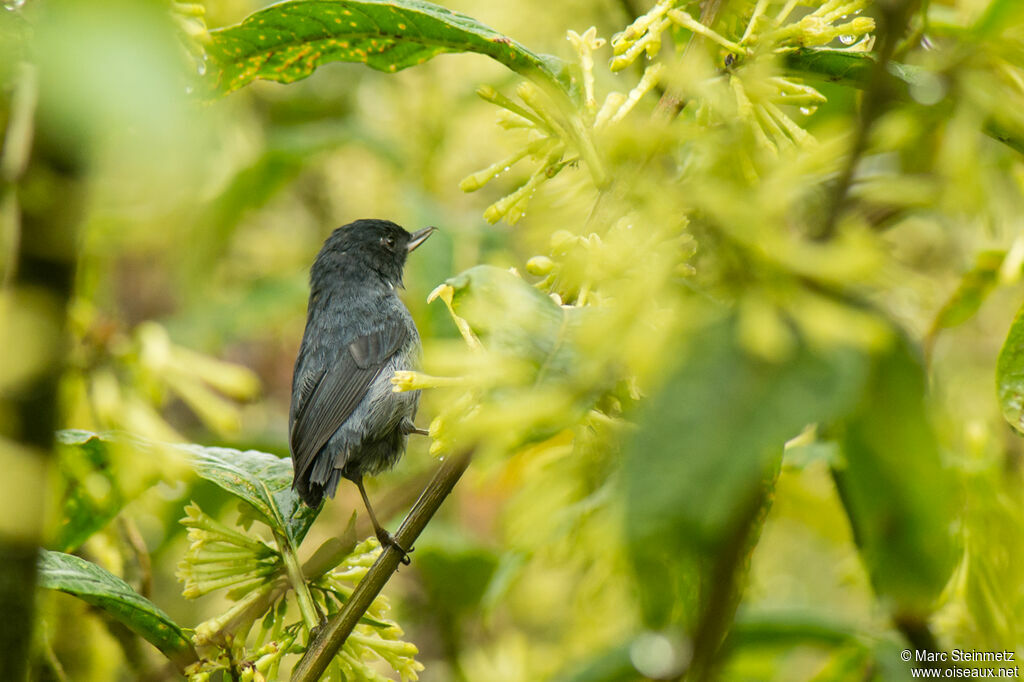 Slaty Flowerpiercer