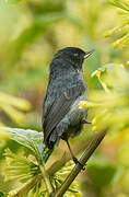 Slaty Flowerpiercer