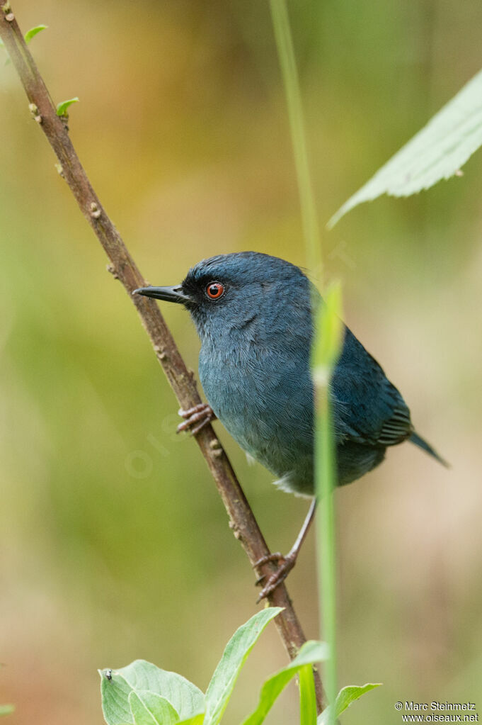 Bluish Flowerpiercer