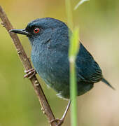 Bluish Flowerpiercer