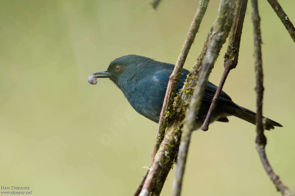 Bluish Flowerpierceradult, feeding habits