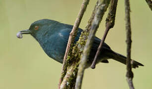 Bluish Flowerpiercer