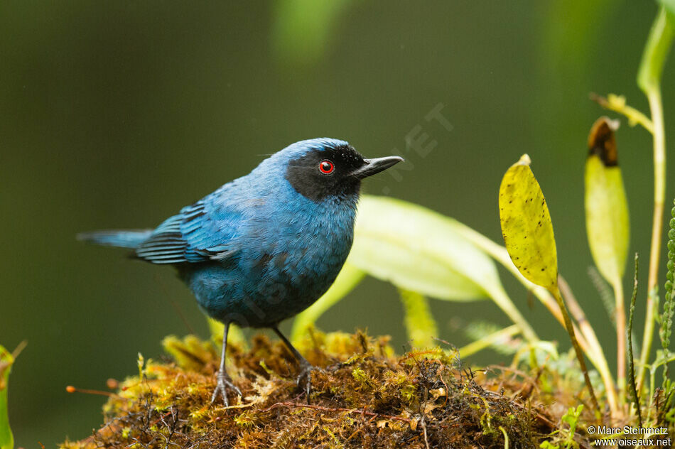 Masked Flowerpierceradult