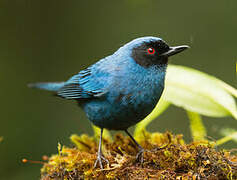 Masked Flowerpiercer