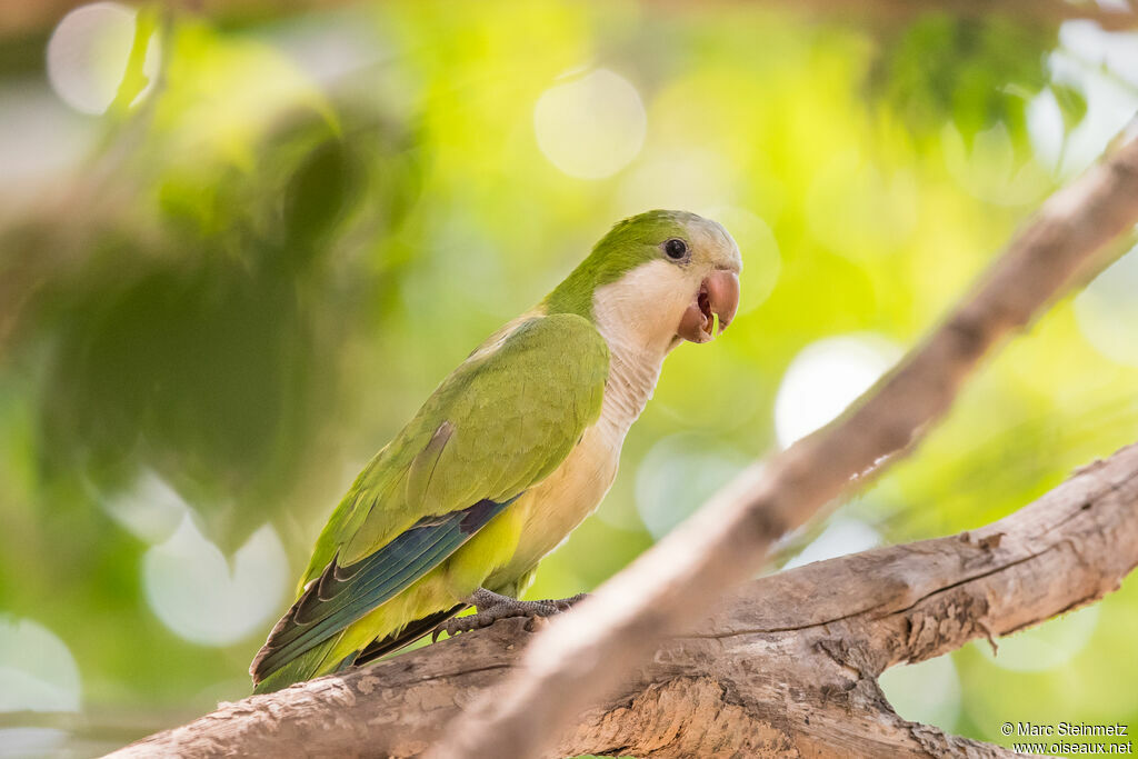 Monk Parakeet