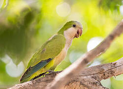 Monk Parakeet