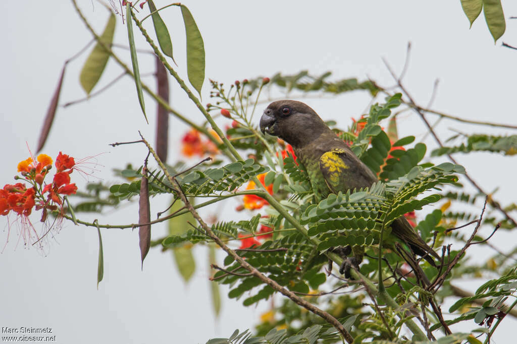 Meyer's Parrotimmature, habitat, camouflage, pigmentation