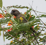 Meyer's Parrot