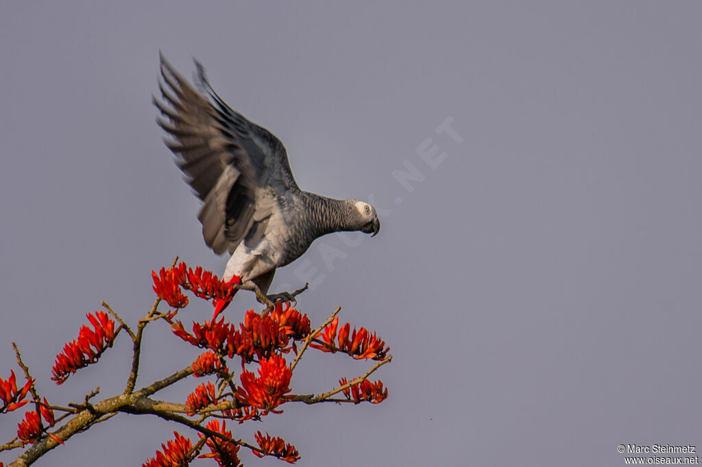 Grey Parrot