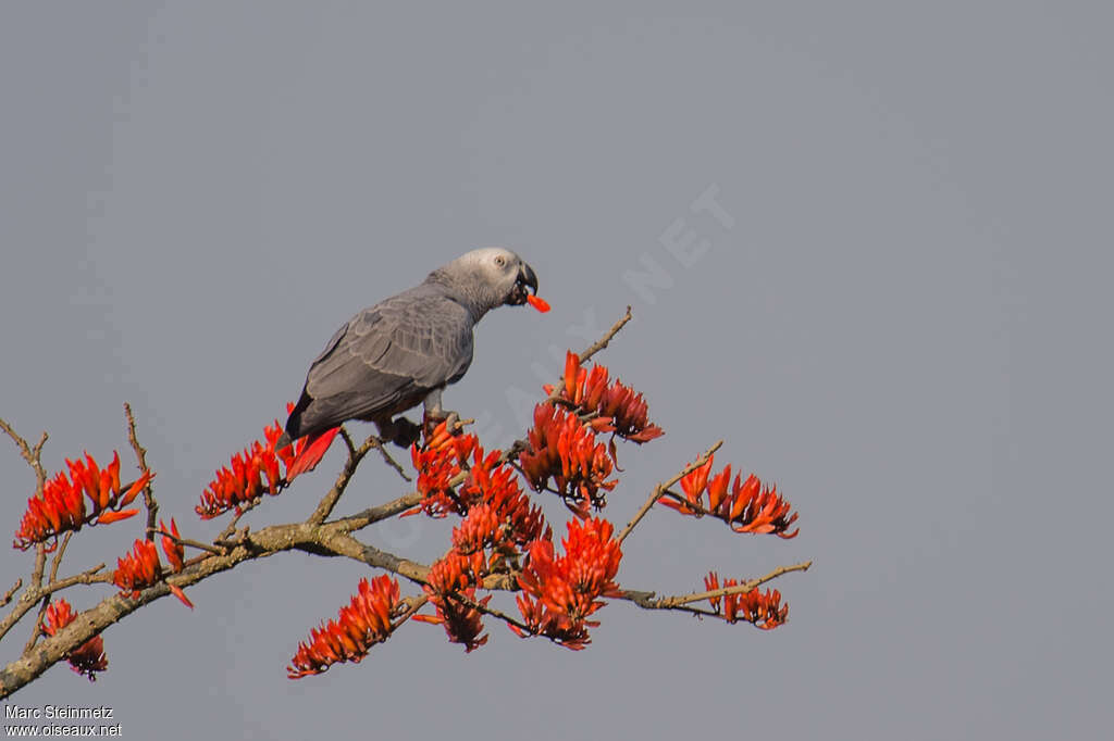 Grey Parrotadult, habitat, pigmentation, feeding habits