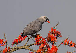 Grey Parrot