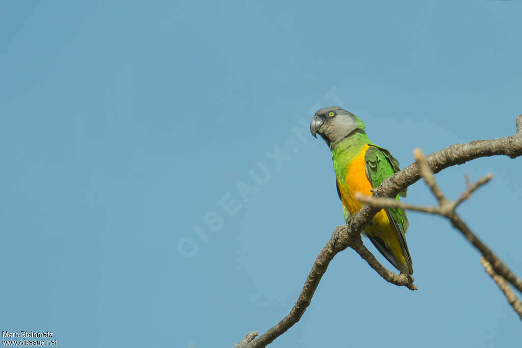 Senegal Parrotadult, identification