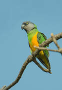 Senegal Parrot