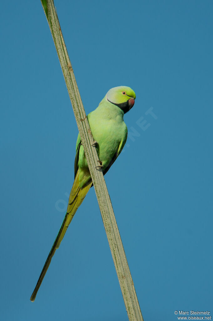 Perruche à collier