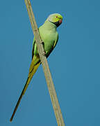 Rose-ringed Parakeet