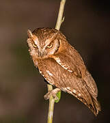 Tropical Screech Owl