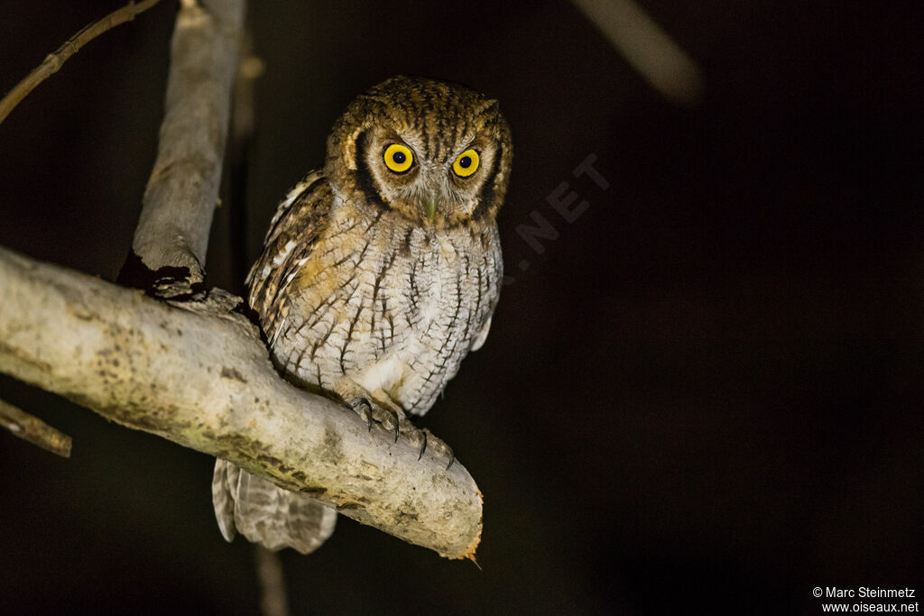 Tropical Screech Owl