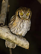 Tropical Screech Owl