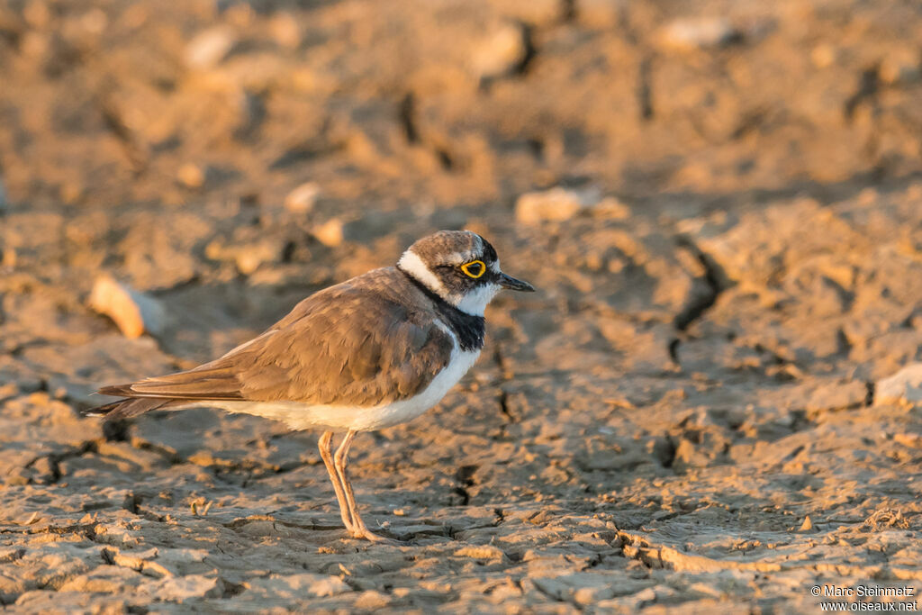 Little Ringed Plover