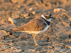 Little Ringed Plover