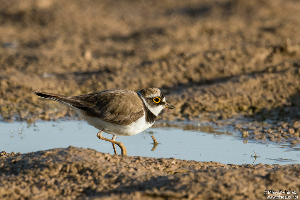 Little Ringed Plover