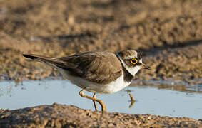 Little Ringed Plover