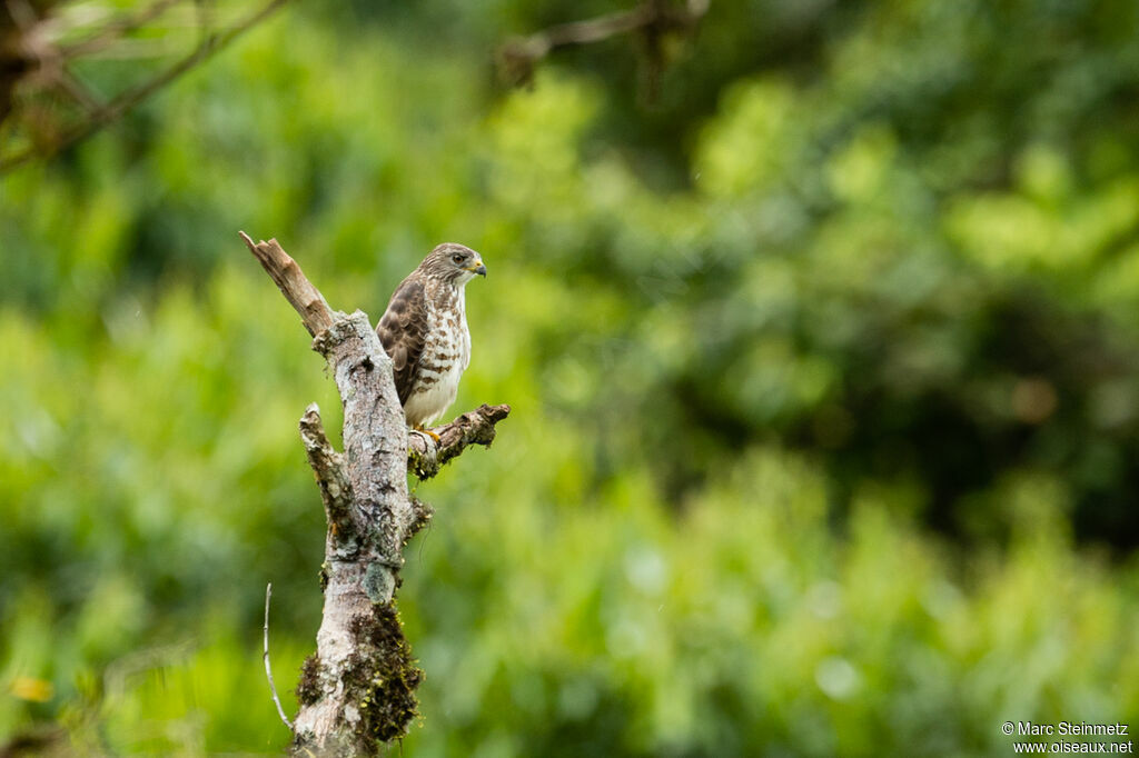 Broad-winged Hawk