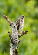 Broad-winged Hawk