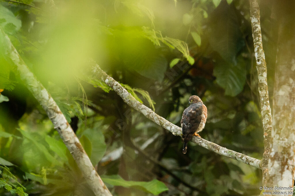 Broad-winged Hawk