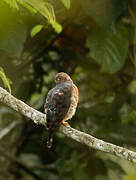 Broad-winged Hawk