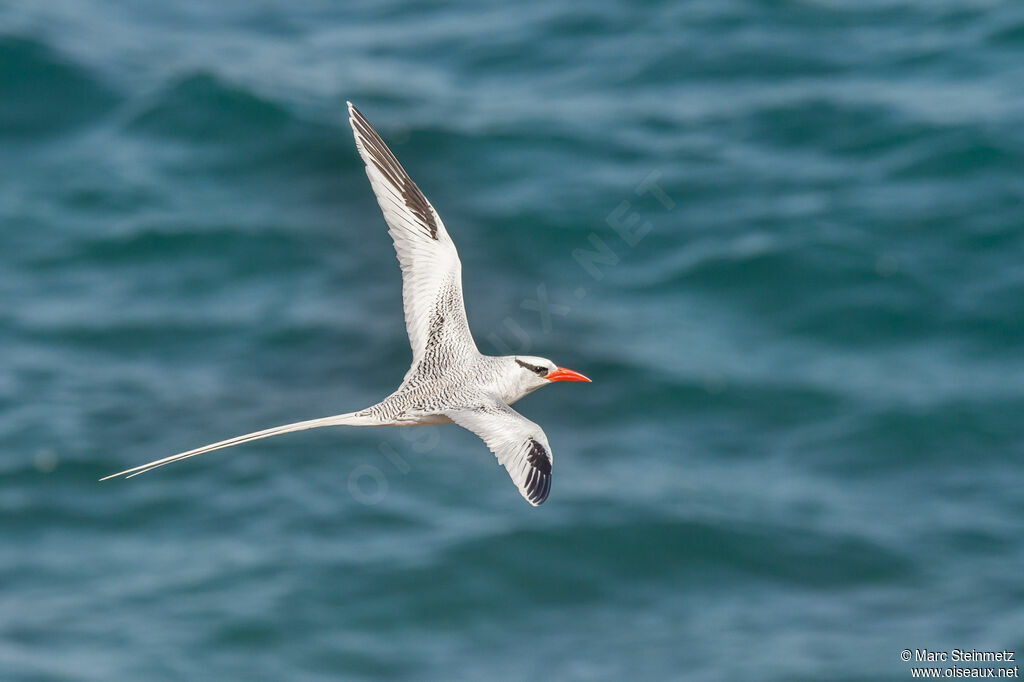 Red-billed Tropicbird