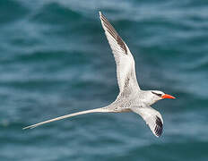 Red-billed Tropicbird