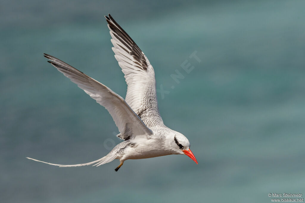 Red-billed Tropicbird