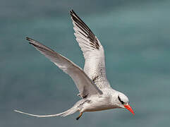 Red-billed Tropicbird