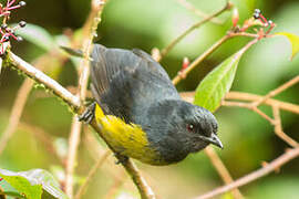 Black-and-yellow Phainoptila