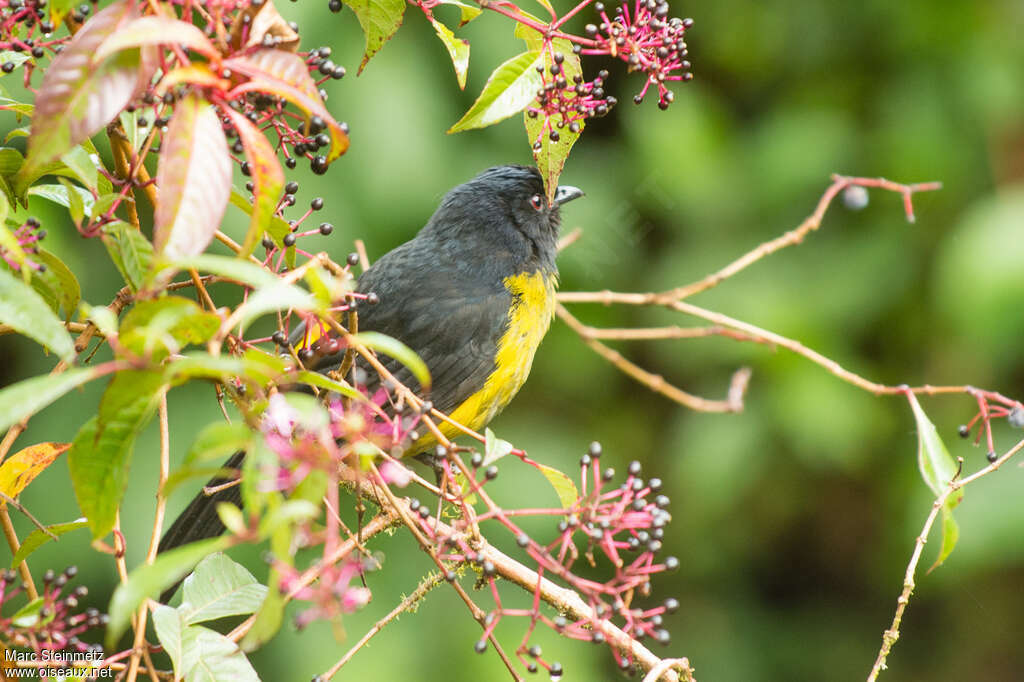 Black-and-yellow Phainoptila male subadult, habitat, pigmentation