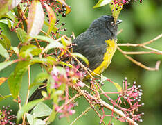 Black-and-yellow Phainoptila