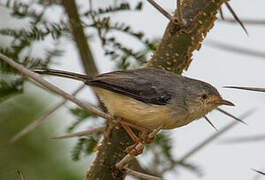 Buff-bellied Warbler