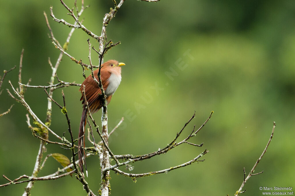 Squirrel Cuckoo