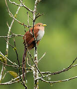 Squirrel Cuckoo