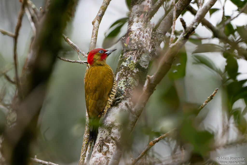Rufous-winged Woodpecker