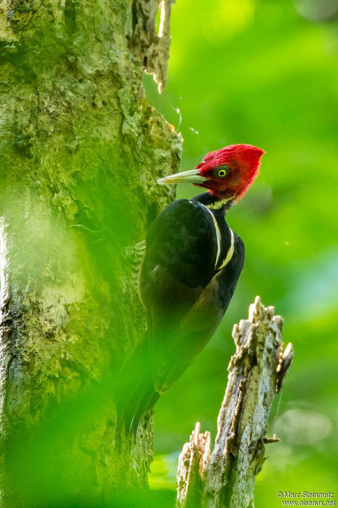 Pale-billed Woodpecker