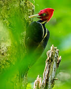 Pale-billed Woodpecker