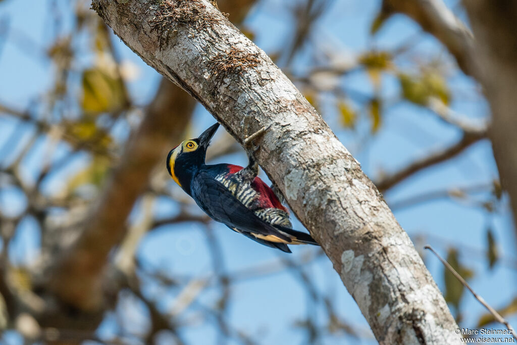 Yellow-tufted Woodpecker