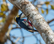 Yellow-tufted Woodpecker