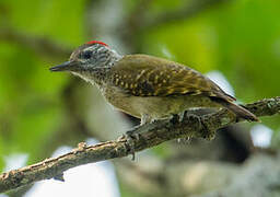 Speckle-breasted Woodpecker