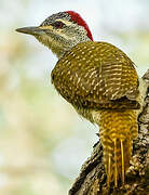 Fine-spotted Woodpecker