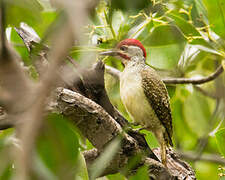 Fine-spotted Woodpecker