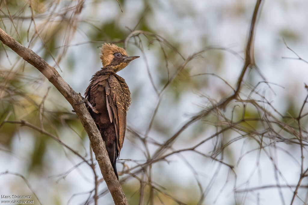 Pale-crested Woodpecker female adult, identification